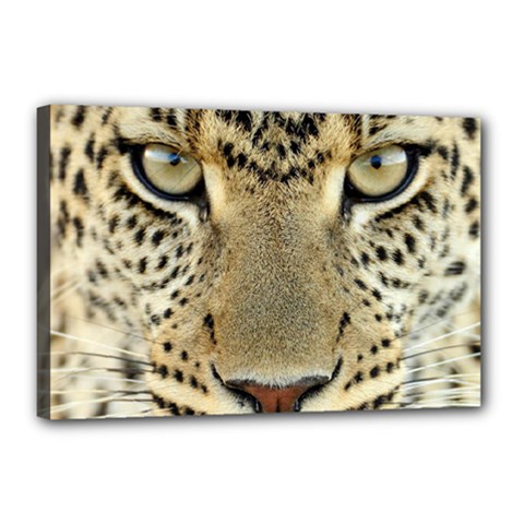 Leopard Face Canvas 18  X 12 