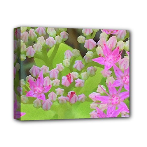 Hot Pink Succulent Sedum With Fleshy Green Leaves Deluxe Canvas 14  X 11  (stretched) by myrubiogarden