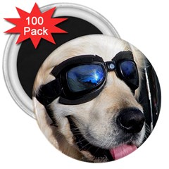 Cool Dog  3  Button Magnet (100 Pack) by Siebenhuehner