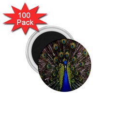 Bird Peacock Display Full Elegant Plumage 1 75  Magnets (100 Pack) 