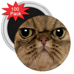 Cute Persian Catface In Closeup 3  Magnets (100 Pack)