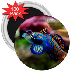 Mandarinfish 1 3  Magnets (100 Pack) by trendistuff