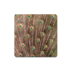 Peacock Feather Bird Exhibition Square Magnet by Pakrebo