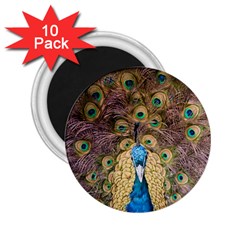 Peacock Feather Peacock Feather 2 25  Magnets (10 Pack)  by Pakrebo